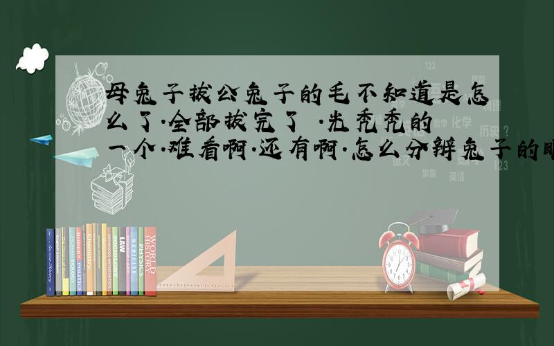 母兔子拔公兔子的毛不知道是怎么了.全部拔完了 .光秃秃的一个.难看啊.还有啊.怎么分辨兔子的眼睛是不是瞎了.我这没兽医啊