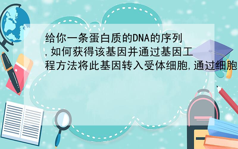 给你一条蛋白质的DNA的序列,如何获得该基因并通过基因工程方法将此基因转入受体细胞,通过细胞培养方法获得表达产物,最后将