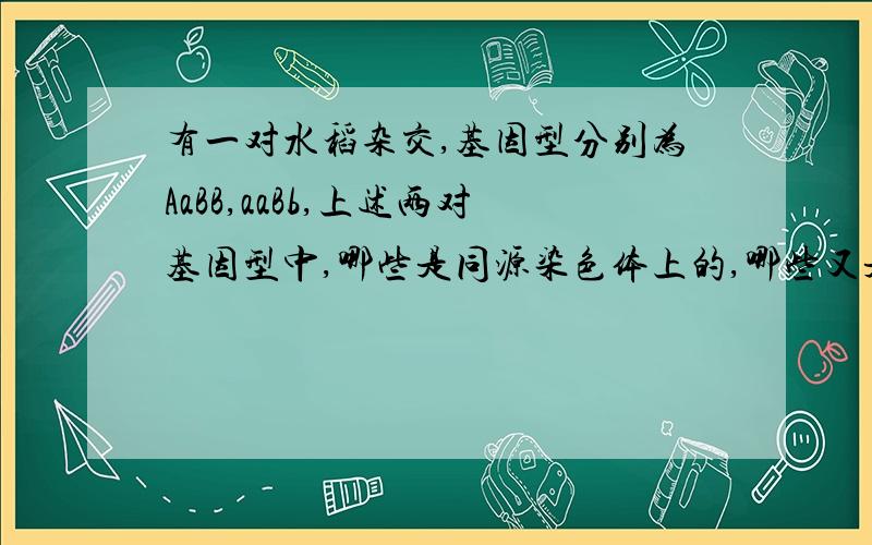 有一对水稻杂交,基因型分别为AaBB,aaBb,上述两对基因型中,哪些是同源染色体上的,哪些又是非同源染色体上的?如果说