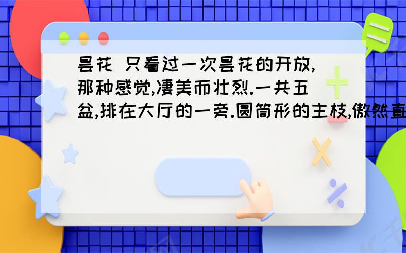 昙花 只看过一次昙花的开放,那种感觉,凄美而壮烈.一共五盆,排在大厅的一旁.圆筒形的主枝,傲然直立.分枝多,呈放射状,枝