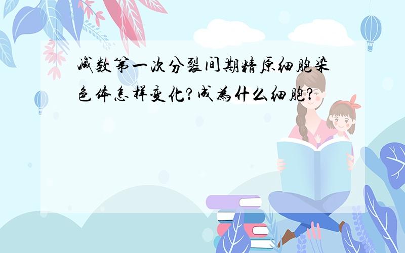 减数第一次分裂间期精原细胞染色体怎样变化?成为什么细胞?