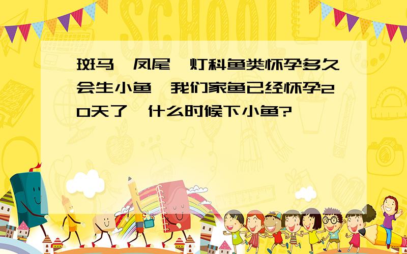 斑马,凤尾,灯科鱼类怀孕多久会生小鱼,我们家鱼已经怀孕20天了,什么时候下小鱼?