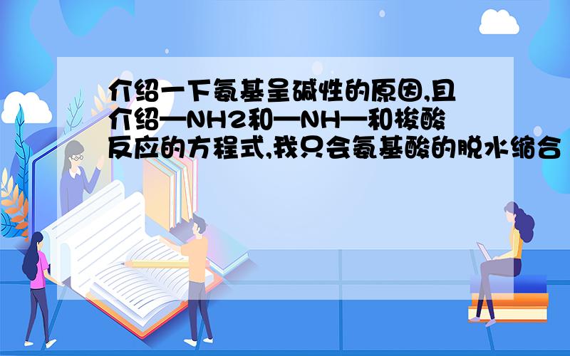 介绍一下氨基呈碱性的原因,且介绍—NH2和—NH—和梭酸反应的方程式,我只会氨基酸的脱水缩合