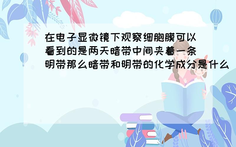 在电子显微镜下观察细胞膜可以看到的是两天暗带中间夹着一条明带那么暗带和明带的化学成分是什么