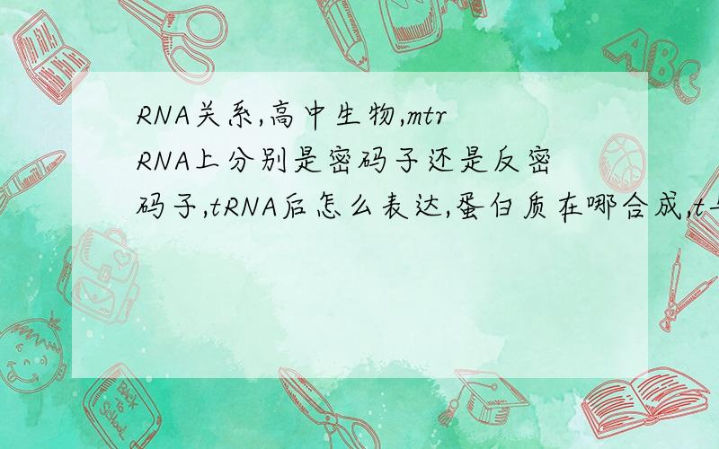 RNA关系,高中生物,mtrRNA上分别是密码子还是反密码子,tRNA后怎么表达,蛋白质在哪合成,t与r什么关系