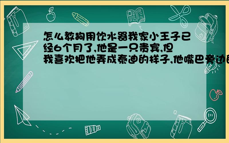 怎么教狗用饮水器我家小王子已经6个月了,他是一只贵宾,但我喜欢把他弄成泰迪的样子,他嘴巴旁边的毛很长用盆喝水,嘴巴的毛都