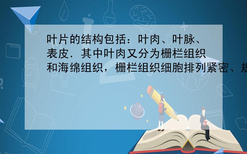 叶片的结构包括：叶肉、叶脉、表皮．其中叶肉又分为栅栏组织和海绵组织，栅栏组织细胞排列紧密、规则，而海绵组织细胞排列疏松