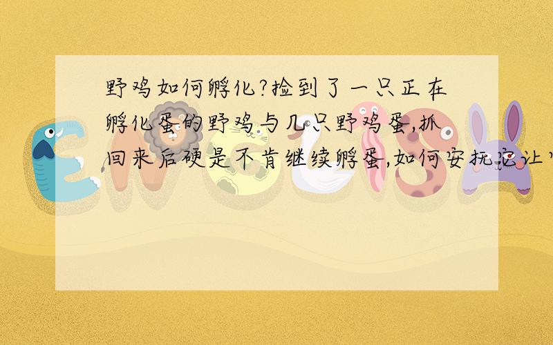 野鸡如何孵化?捡到了一只正在孵化蛋的野鸡与几只野鸡蛋,抓回来后硬是不肯继续孵蛋,如何安抚它让它孵蛋?什么情况下才会孵蛋?