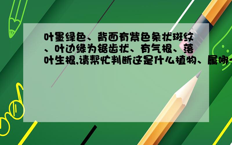 叶墨绿色、背面有紫色条状斑纹、叶边缘为锯齿状、有气根、落叶生根,请帮忙判断这是什么植物、属哪一科.