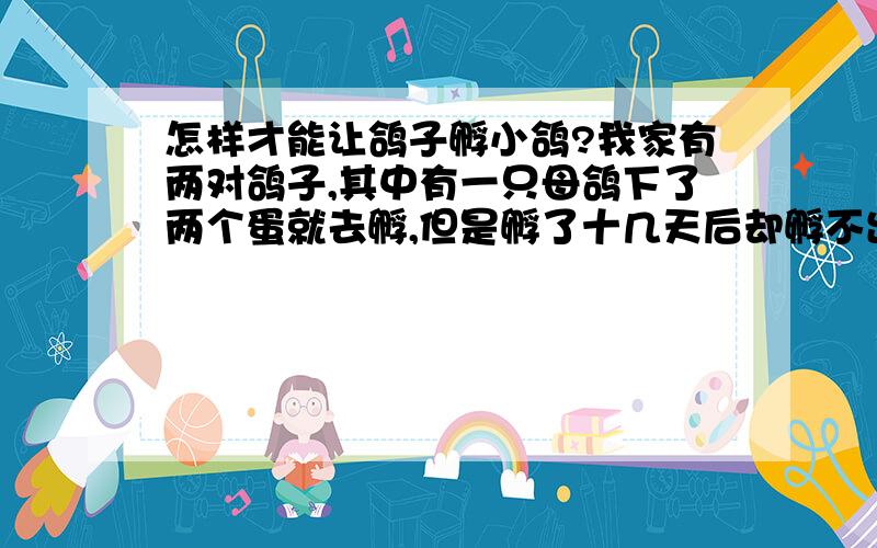 怎样才能让鸽子孵小鸽?我家有两对鸽子,其中有一只母鸽下了两个蛋就去孵,但是孵了十几天后却孵不出来