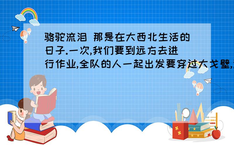 骆驼流泪 那是在大西北生活的日子.一次,我们要到远方去进行作业,全队的人一起出发要穿过大戈壁,没有汽车、没有道路,把我们