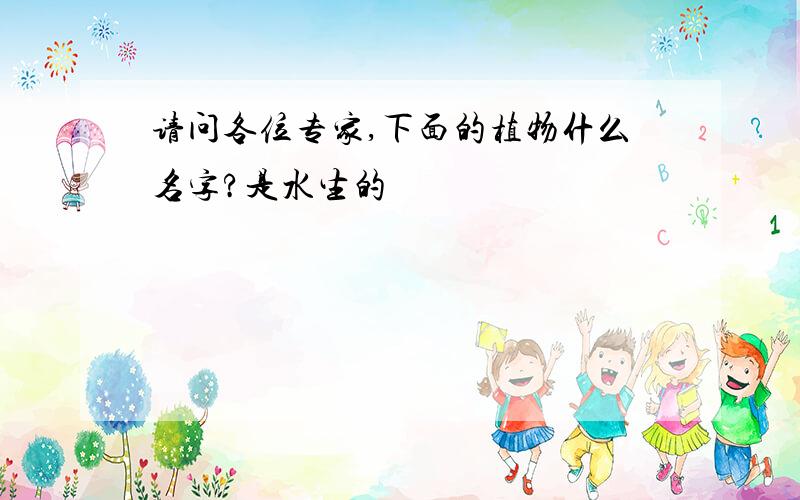 请问各位专家,下面的植物什么名字?是水生的