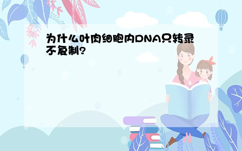 为什么叶肉细胞内DNA只转录不复制?