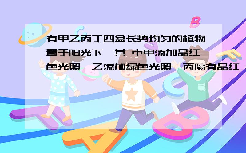 有甲乙丙丁四盆长势均匀的植物置于阳光下,其 中甲添加品红色光照,乙添加绿色光照,丙隔有品红 色滤光片,丁隔有绿色滤光片,