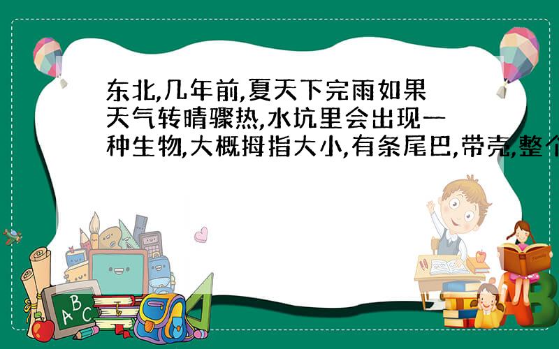 东北,几年前,夏天下完雨如果天气转晴骤热,水坑里会出现一种生物,大概拇指大小,有条尾巴,带壳,整个身体就是壳和尾巴,壳是