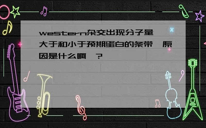 western杂交出现分子量大于和小于预期蛋白的条带'原因是什么啊'?