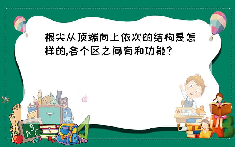 根尖从顶端向上依次的结构是怎样的,各个区之间有和功能?