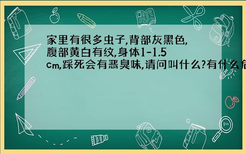 家里有很多虫子,背部灰黑色,腹部黄白有纹,身体1-1.5cm,踩死会有恶臭味,请问叫什么?有什么危害?