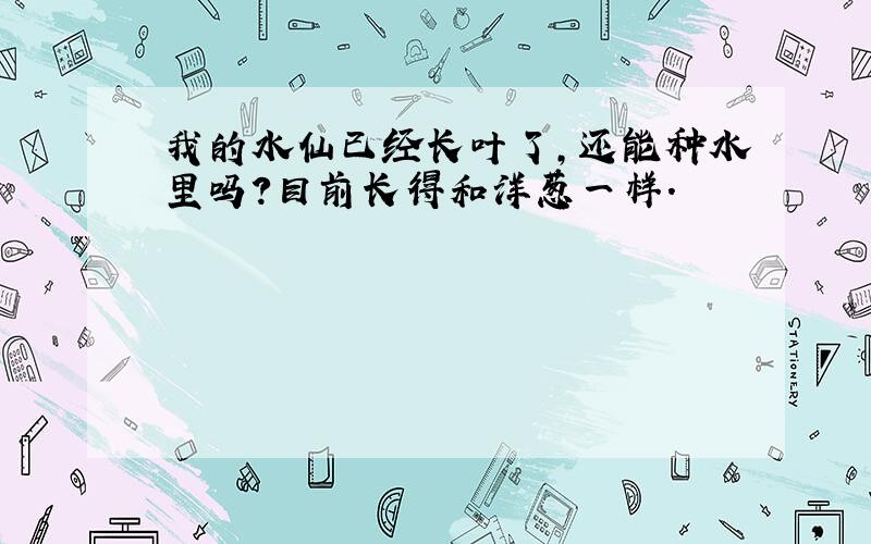 我的水仙已经长叶了,还能种水里吗?目前长得和洋葱一样.