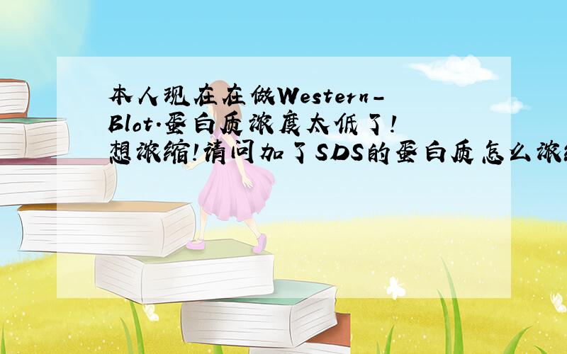 本人现在在做Western-Blot.蛋白质浓度太低了!想浓缩!请问加了SDS的蛋白质怎么浓缩?