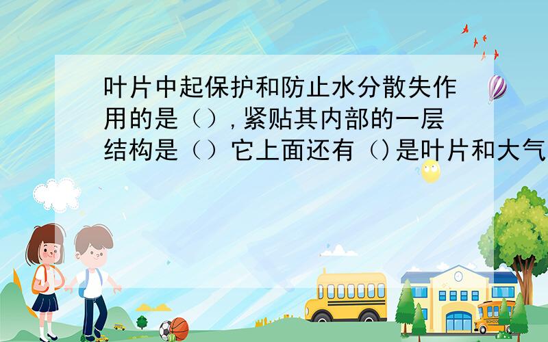 叶片中起保护和防止水分散失作用的是（）,紧贴其内部的一层结构是（）它上面还有（)是叶片和大气交换物质