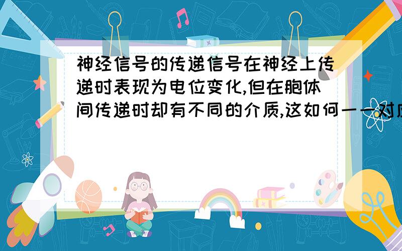 神经信号的传递信号在神经上传递时表现为电位变化,但在胞体间传递时却有不同的介质,这如何一一对应呢?抑制性递质会引起神经的