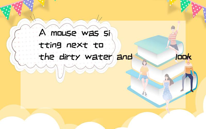 A mouse was sitting next to the dirty water and ___(look) at