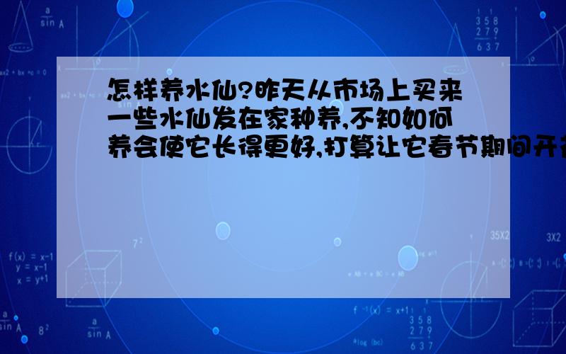 怎样养水仙?昨天从市场上买来一些水仙发在家种养,不知如何养会使它长得更好,打算让它春节期间开花,为了让它长得慢一些,现把