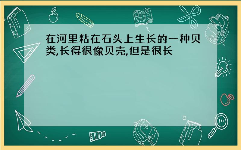 在河里粘在石头上生长的一种贝类,长得很像贝壳,但是很长