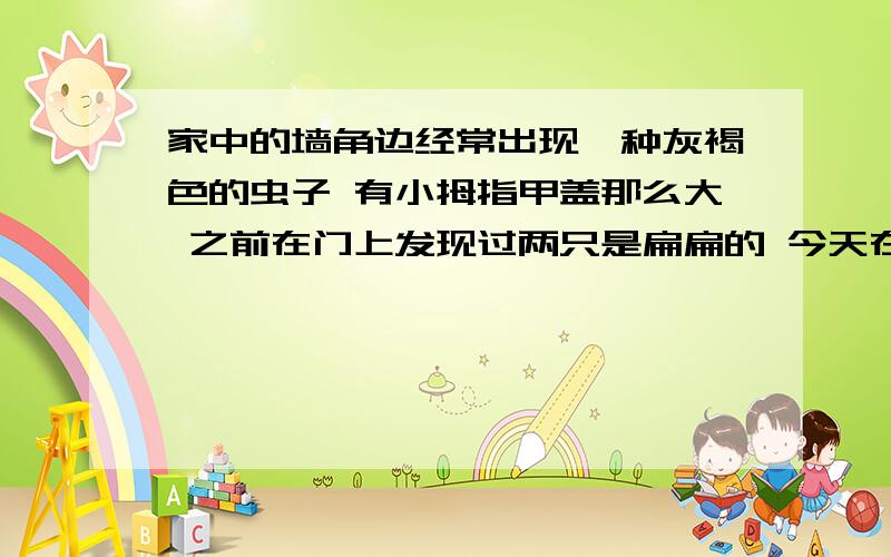 家中的墙角边经常出现一种灰褐色的虫子 有小拇指甲盖那么大 之前在门上发现过两只是扁扁的 今天在墙角发现的是椭圆的 趴在那