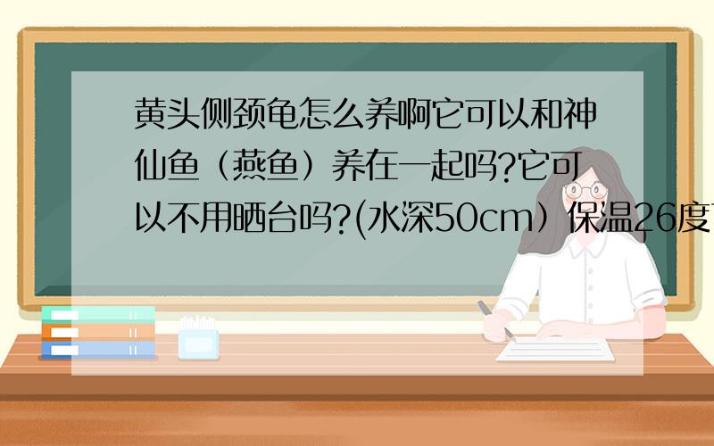 黄头侧颈龟怎么养啊它可以和神仙鱼（燕鱼）养在一起吗?它可以不用晒台吗?(水深50cm）保温26度可以吗顺便说一下黄头的价