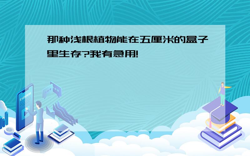 那种浅根植物能在五厘米的盒子里生存?我有急用!