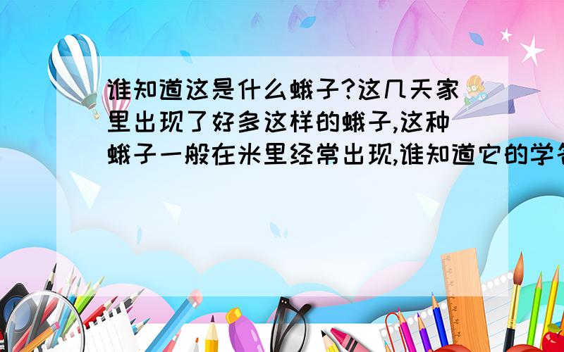 谁知道这是什么蛾子?这几天家里出现了好多这样的蛾子,这种蛾子一般在米里经常出现,谁知道它的学名,还有习性?