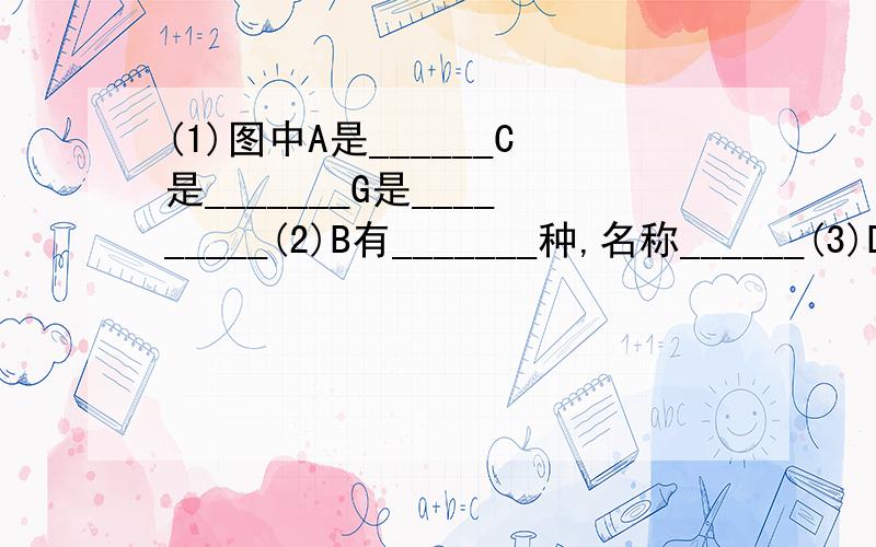 (1)图中A是______C是_______G是_________(2)B有_______种,名称______(3)D和