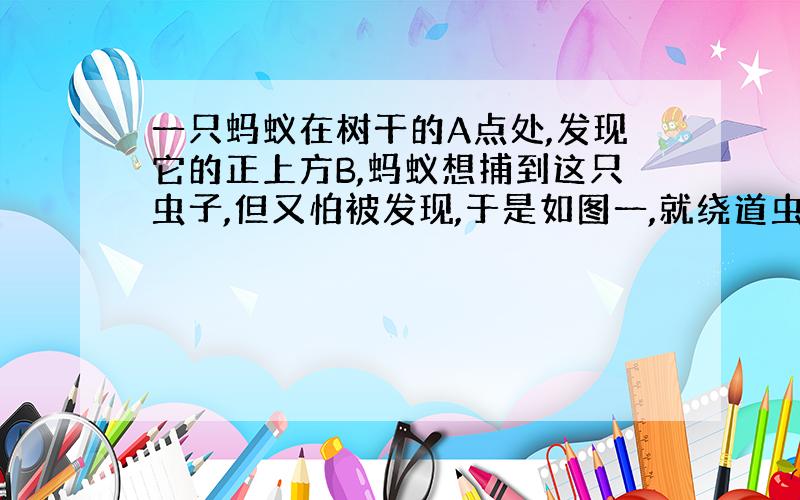 一只蚂蚁在树干的A点处,发现它的正上方B,蚂蚁想捕到这只虫子,但又怕被发现,于是如图一,就绕道虫子后面吃掉它.已知树干的