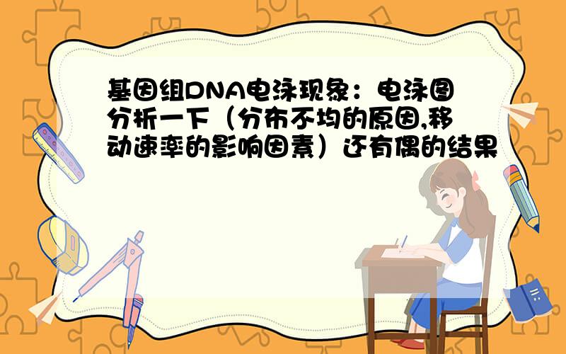 基因组DNA电泳现象：电泳图分析一下（分布不均的原因,移动速率的影响因素）还有偶的结果