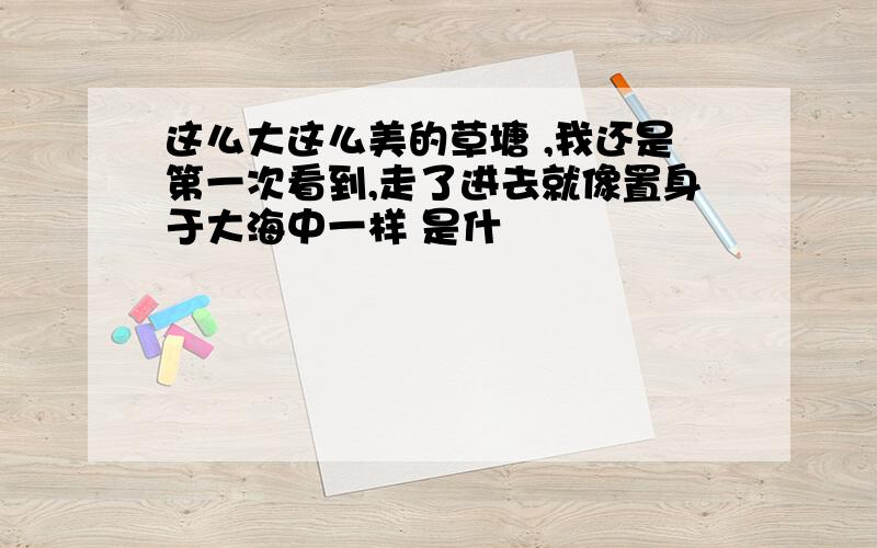 这么大这么美的草塘 ,我还是第一次看到,走了进去就像置身于大海中一样 是什