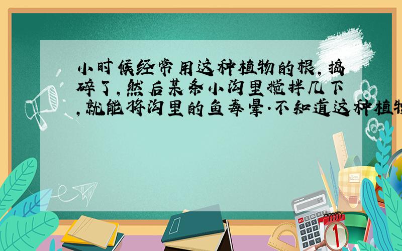 小时候经常用这种植物的根,捣碎了,然后某条小沟里搅拌几下,就能将沟里的鱼毒晕.不知道这种植物的学名叫什么?我家是江西南部