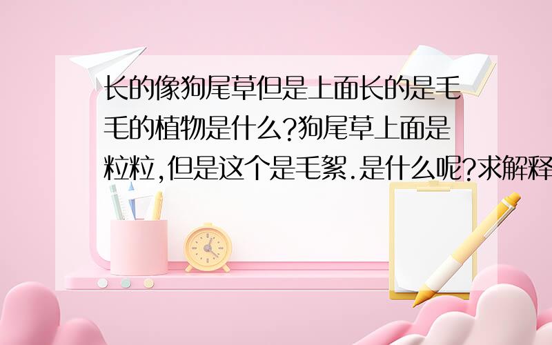 长的像狗尾草但是上面长的是毛毛的植物是什么?狗尾草上面是粒粒,但是这个是毛絮.是什么呢?求解释