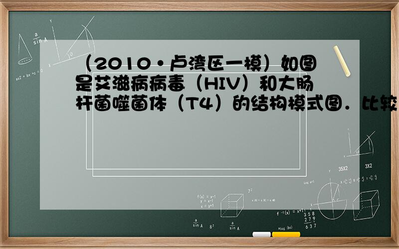 （2010•卢湾区一模）如图是艾滋病病毒（HIV）和大肠杆菌噬菌体（T4）的结构模式图．比较二者的结构和化学组成，下列描