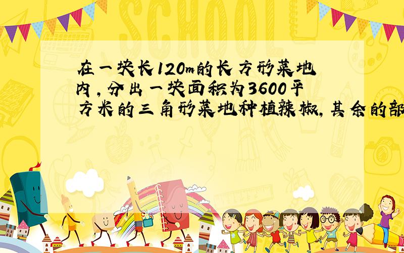 在一块长120m的长方形菜地内,分出一块面积为3600平方米的三角形菜地种植辣椒,其余的部分种植黄瓜,……