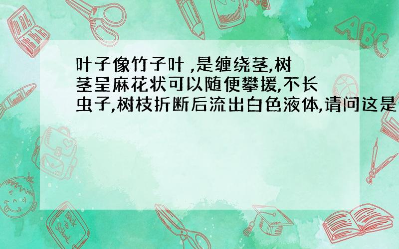 叶子像竹子叶 ,是缠绕茎,树茎呈麻花状可以随便攀援,不长虫子,树枝折断后流出白色液体,请问这是什么