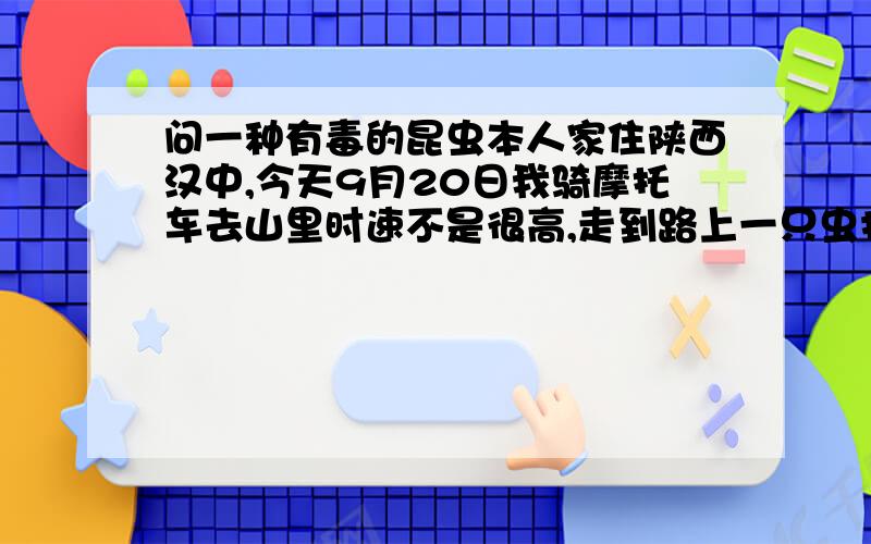 问一种有毒的昆虫本人家住陕西汉中,今天9月20日我骑摩托车去山里时速不是很高,走到路上一只虫打到我腿上,当时很痛,当时看