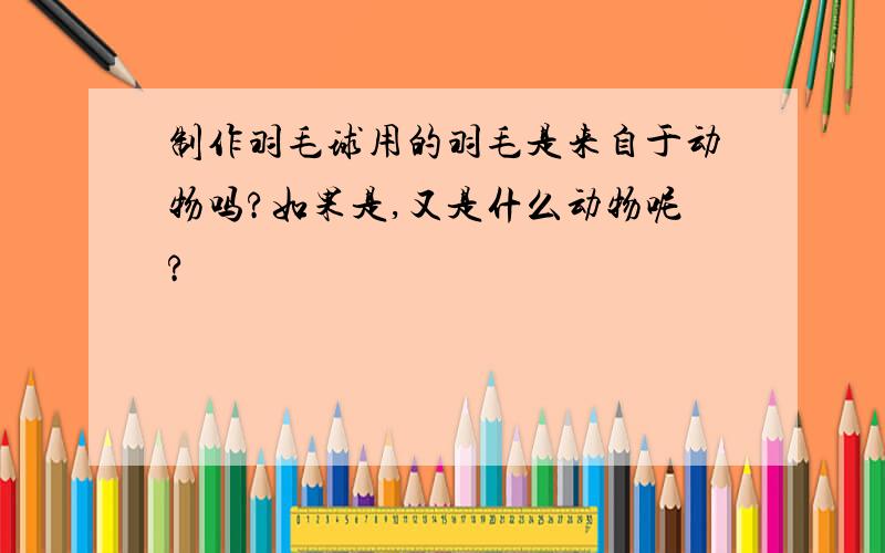 制作羽毛球用的羽毛是来自于动物吗?如果是,又是什么动物呢?