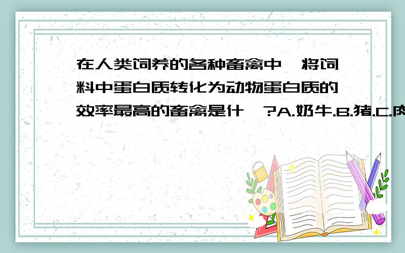 在人类饲养的各种畜禽中,将饲料中蛋白质转化为动物蛋白质的效率最高的畜禽是什麽?A.奶牛.B.猪.C.肉鸡