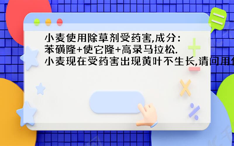 小麦使用除草剂受药害,成分：苯磺隆+使它隆+高录马拉松.小麦现在受药害出现黄叶不生长,请问用什么办法