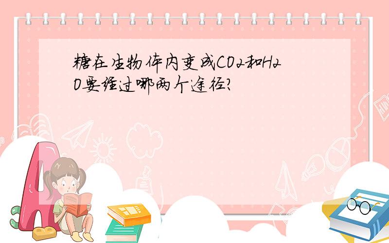 糖在生物体内变成CO2和H2O要经过哪两个途径?