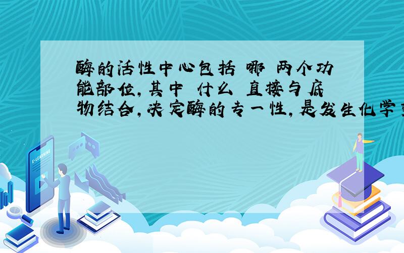 酶的活性中心包括 哪 两个功能部位,其中 什么 直接与底物结合,决定酶的专一性,是发生化学变化的部位,