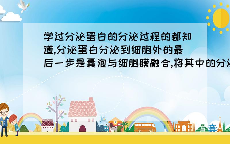 学过分泌蛋白的分泌过程的都知道,分泌蛋白分泌到细胞外的最后一步是囊泡与细胞膜融合,将其中的分泌蛋白质释放到细胞外.这个过