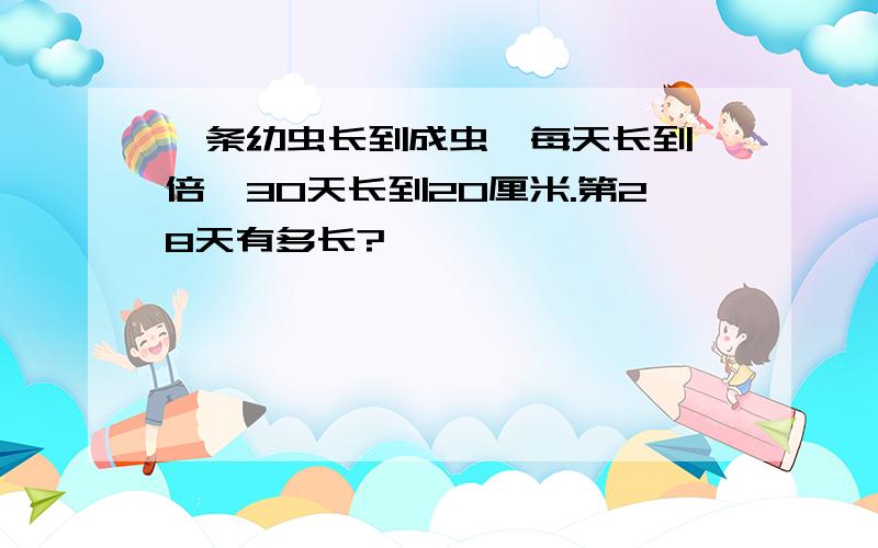 —条幼虫长到成虫,每天长到一倍,30天长到20厘米.第28天有多长?